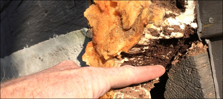  Toast,  North Carolina Log Home With Water Damage